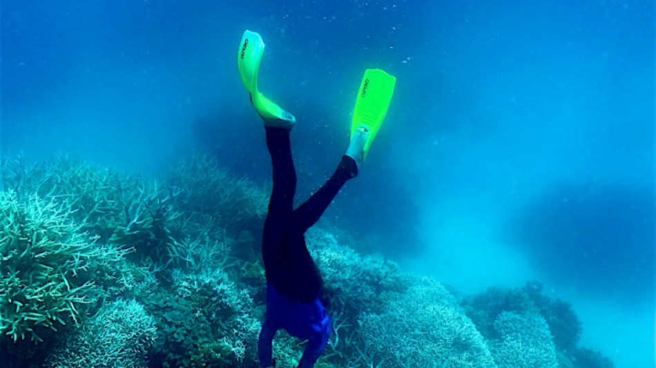 Behörde: Schlimmste jemals beobachtete Korallenbleiche an Australiens Great Barrier Reef