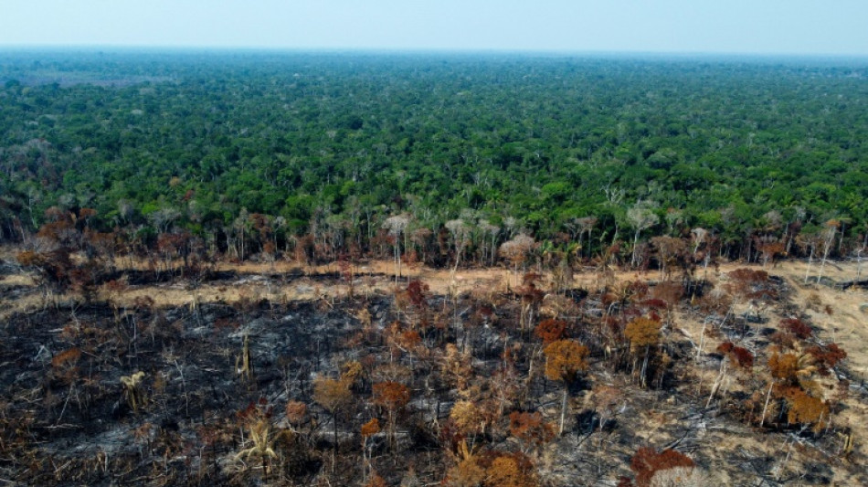Studie: Tropischer Urwald auf einer Fläche so groß wie die Schweiz 2022 zerstört