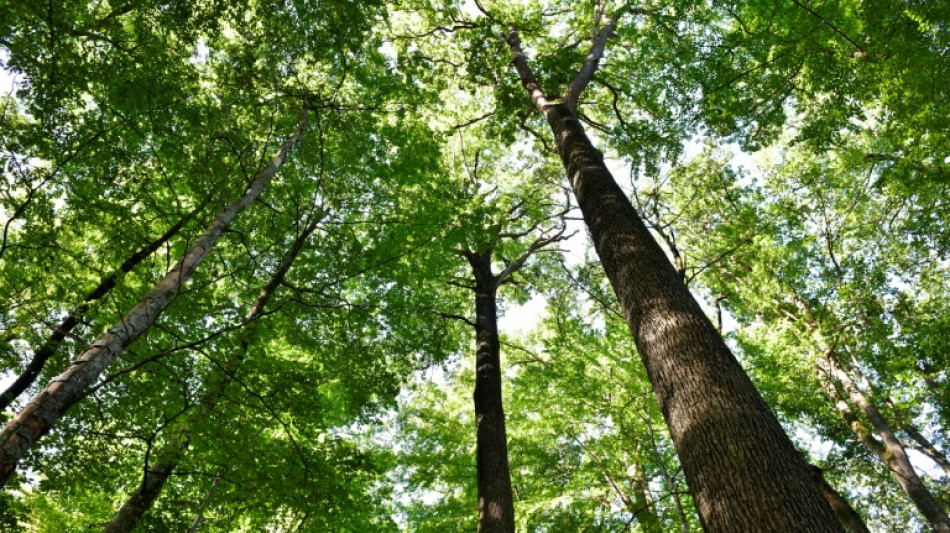 Face au changement climatique, le visage boulevers&eacute; de la for&ecirc;t fran&ccedil;aise