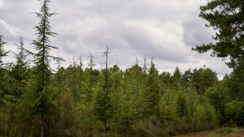 Adapter la for&ecirc;t fran&ccedil;aise au climat: "8 &agrave; 10 milliards d'euros" n&eacute;cessaires sur dix ans