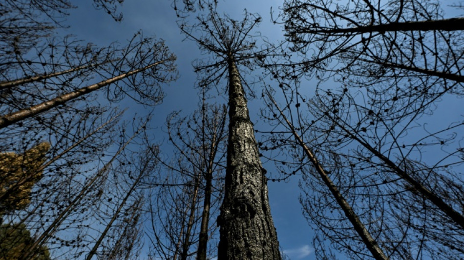 Unos 40 parques naturales cierran en Bogot&aacute; por los incendios