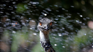 Ausgebüxter Emu in Rheinland-Pfalz tot aufgefunden