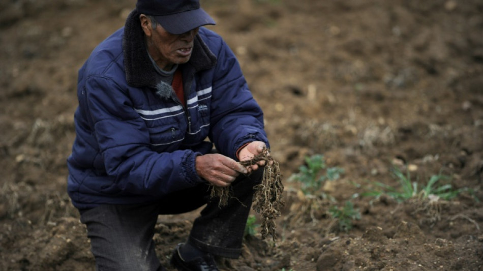 Sur les hauts plateaux de Bolivie, la pomme de terre malmen&eacute;e par le climat