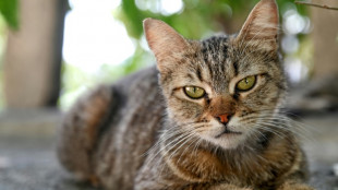 Videos auf Tiktok f&uuml;hren Polizei in Nordrhein-Westfalen zu entf&uuml;hrtem Kater