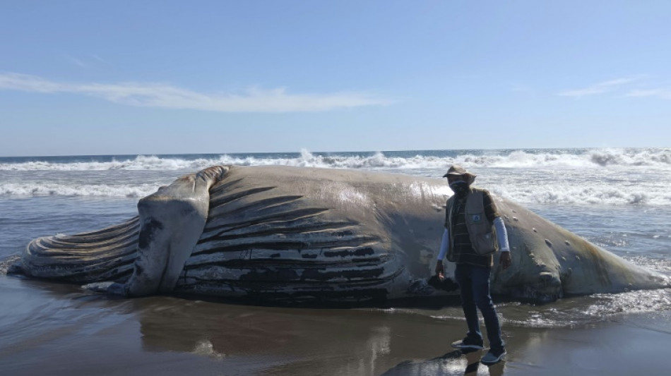 Hallan muerta una ballena de 15 metros en una playa del Pac&iacute;fico de Guatemala