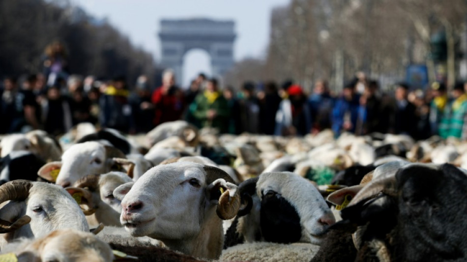 Las ovejas toman los Campos Elíseos de París
