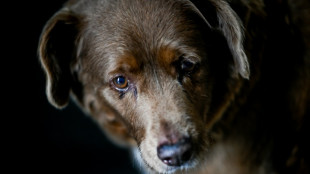 Bobi perde título de 'cachorro mais longevo de todos os tempos'