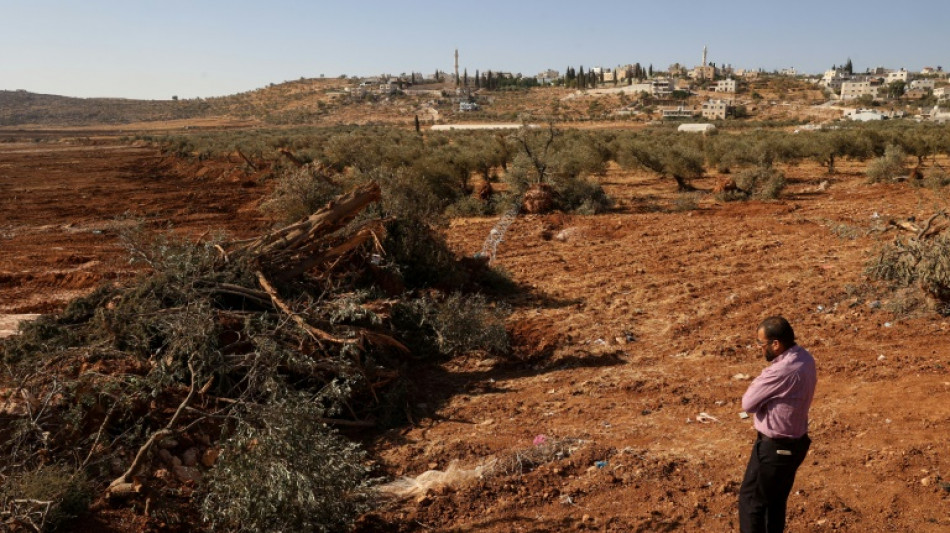Israeli bulldozers uproot hundreds of trees in West Bank village