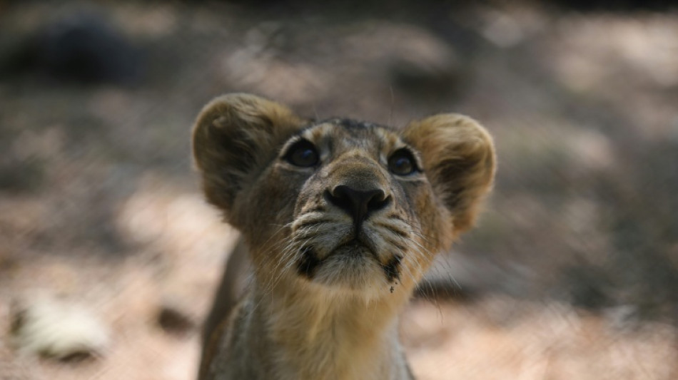 India's lion population rises by a third