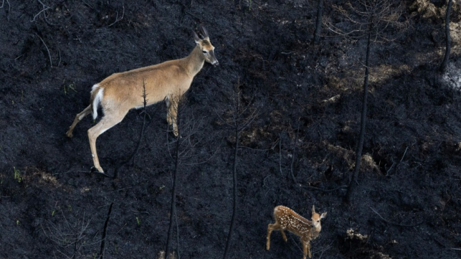Sur les terres br&ucirc;l&eacute;es canadiennes, les animaux ont disparu