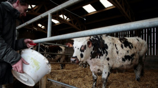 L'&eacute;levage produit 12% des &eacute;missions humaines de gaz &agrave; effet de serre, selon la FAO