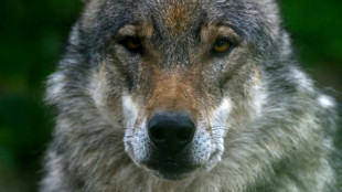 Lemke: Herdenschutz wichtigste Voraussetzung für Koexistenz mit Wolf