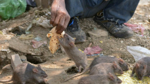 Frau soll in Haus in Rheinland-Pfalz hunderte Ratten gehortet haben