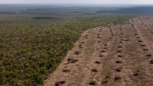 Brésil: la déforestation progresse dans le Cerrado et dépasse pour la première fois celle de l'Amazonie