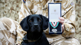 Un perro rastreador del ejército británico, premiado por éxitos en Afganistán