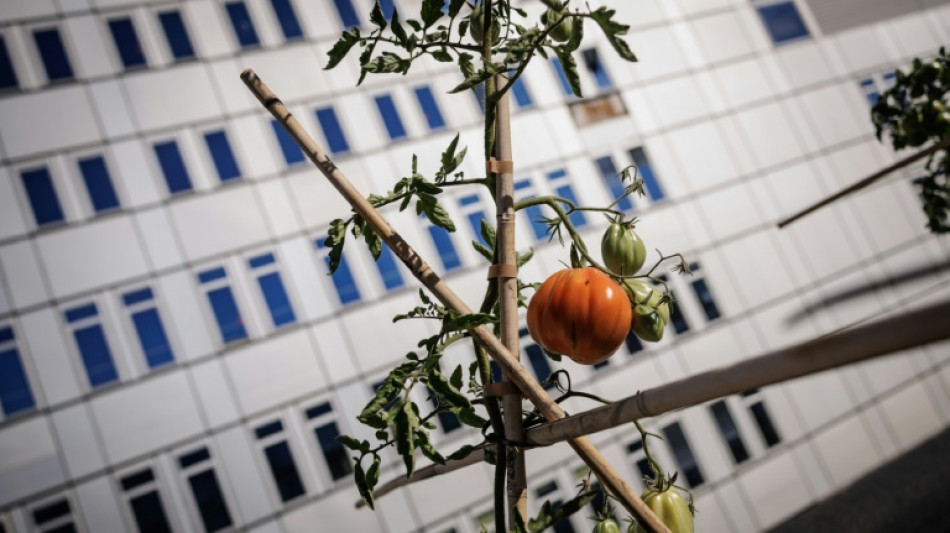 Entre les immeubles, une ferme en qu&ecirc;te de rentabilit&eacute; et de lien
