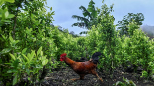 Colombia se prepara para la posible p&eacute;rdida de la certificaci&oacute;n en la lucha antidrogas por parte de EEUU