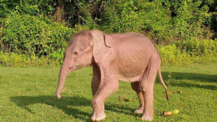 Naissance rare d'un &eacute;l&eacute;phant blanc en Birmanie