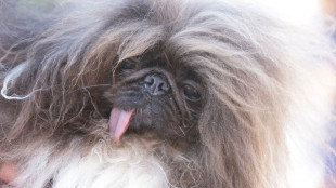 E' un pechinese di otto anni il 'cane pi&ugrave; brutto del mondo'