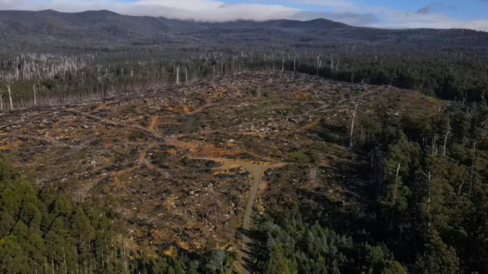 Bosques end&eacute;micos de Tasmania se convierten en astillas