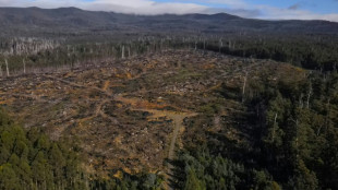 Bosques end&eacute;micos de Tasmania se convierten en astillas