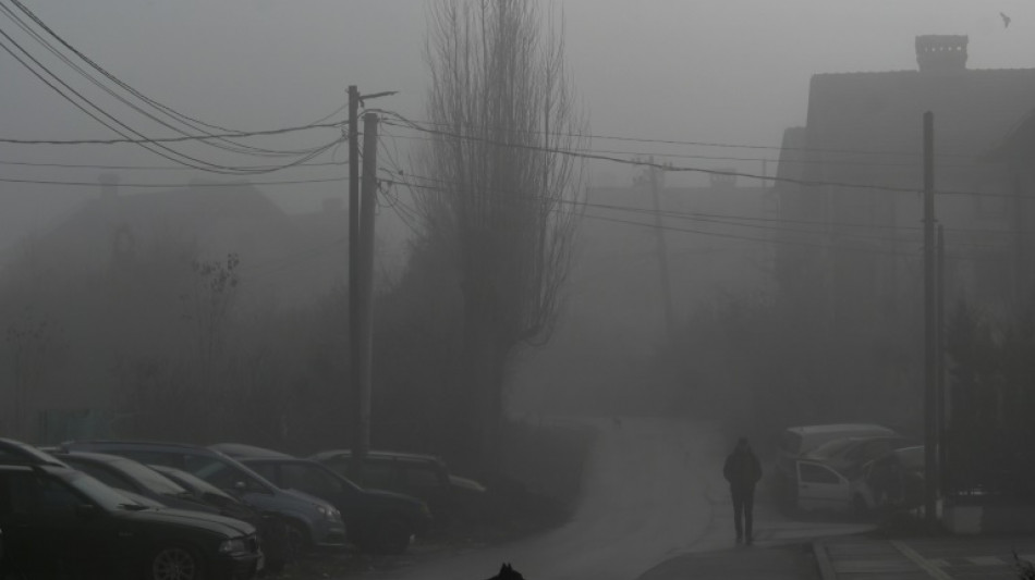 La adopci&oacute;n, la soluci&oacute;n de Kosovo para acabar con los perros callejeros