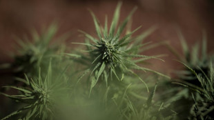 Polizei entdeckt Cannabisplantage in Nordrhein-Westfalen - Verd&auml;chtiger flieht