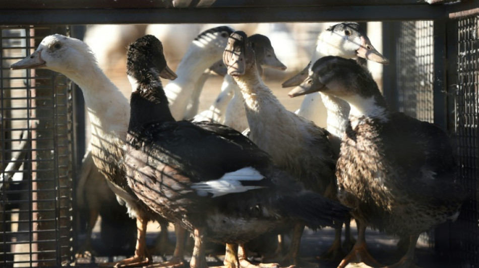 Grippe aviaire: nouveau confinement controvers&eacute; des volailles en France