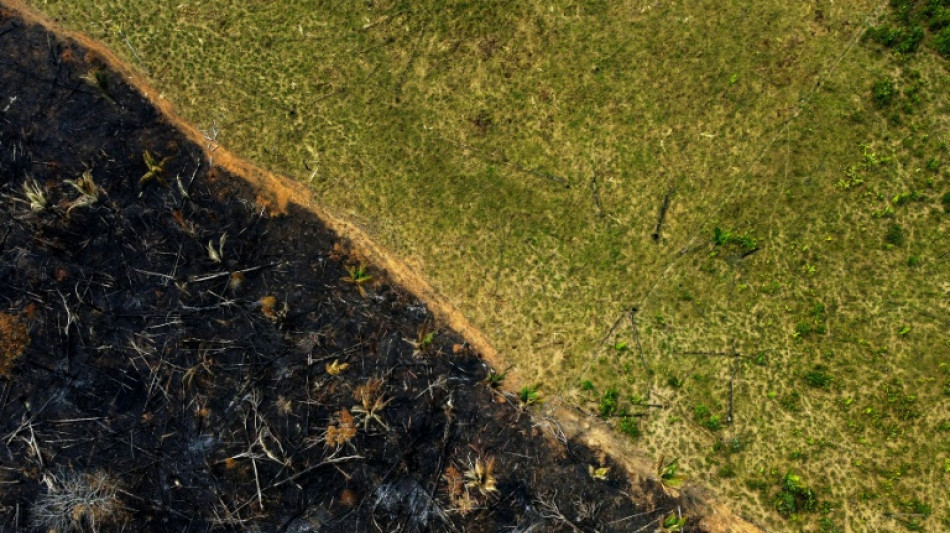 Abholzung von Brasiliens Amazonas-Regenwald um fast ein Drittel zurückgegangen