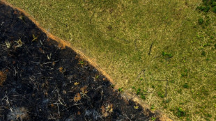 Desmatamento na Amazônia cai 22,3% no último ano