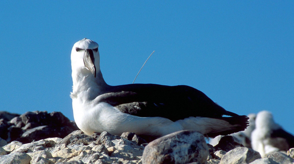 L'albatros pi&ugrave; vecchio del mondo depone un uovo alle Hawaii