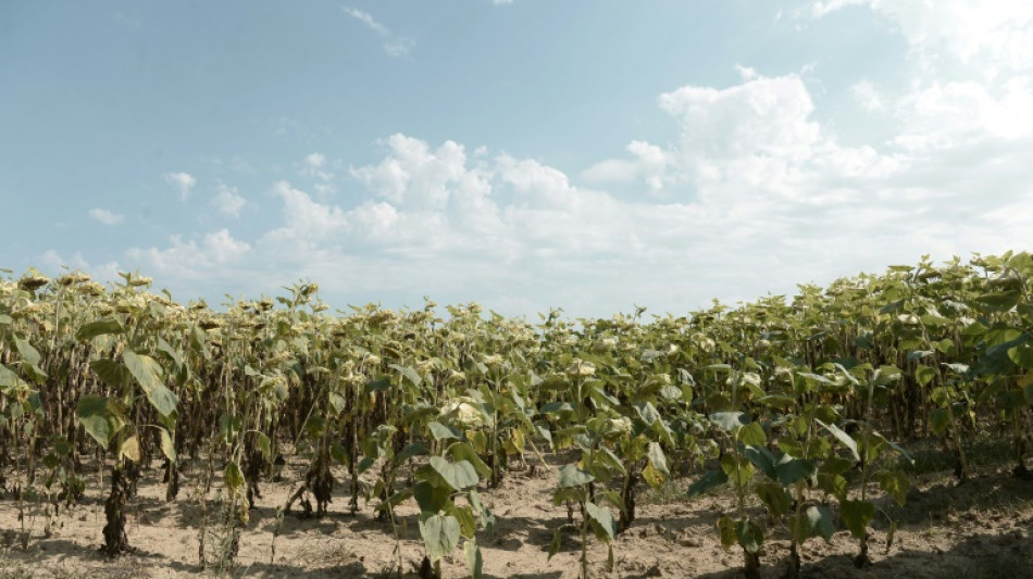 S&eacute;cheresse : en Nouvelle-Aquitaine, des tournesols carbonis&eacute;s et des agriculteurs inquiets