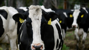 Pupsende Kühe: Französischer Käsehersteller Bel will Methanausstoß verringern 