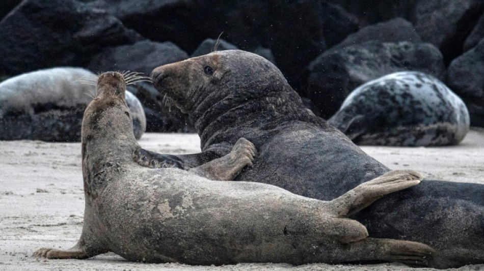 Zahl von Kegelrobben in Wattenmeer und auf Helgoland w&auml;chst