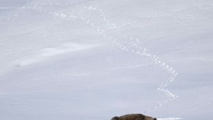 Murió de gripe aviar una morsa en el Ártico