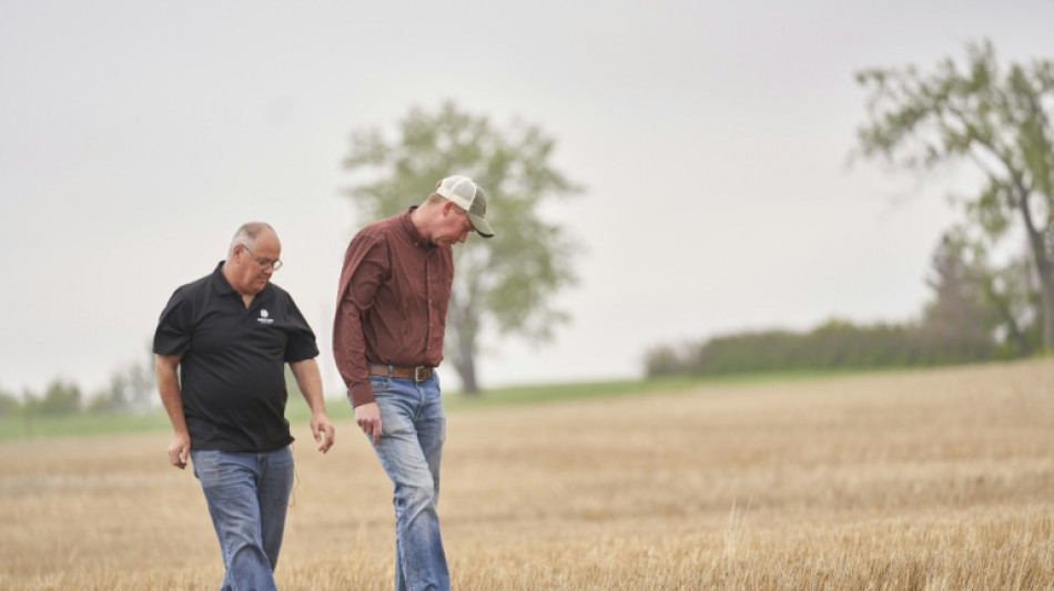 Canadá expresa su decepción por los aranceles chinos a la canola