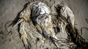 Pourquoi des centaines d'oiseaux morts sont découvert chaque année sur la côte Atlantique