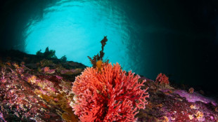 Hallan en Chile el hidrocoral rojo m&aacute;s austral y en aguas m&aacute;s superficiales del mundo