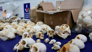 Espèces protégées: la douane alerte sur le trafic de grande ampleur de crânes de primates d'Afrique