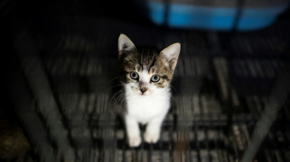 In Geb&uuml;sch an Flugplatz: 17 Katzen in Nordrhein-Westfalen ausgesetzt