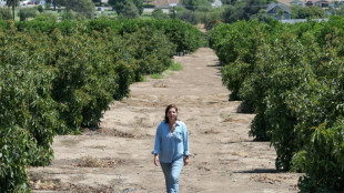 Agricultores alertam que opera&ccedil;&otilde;es de Trump amea&ccedil;am seguran&ccedil;a alimentar dos EUA