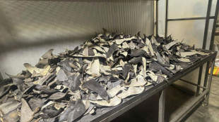 Pérou: saisie de plus de six tonnes d'ailerons de requins destinés à l'Asie