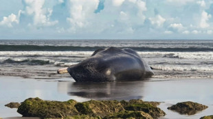 Dritter Wal an der Küste von Bali innerhalb kurzer Zeit verendet