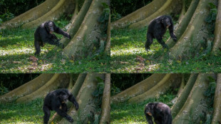 M&uacute;sica na floresta: batuque dos chimpanz&eacute;s revela origens do ritmo humano