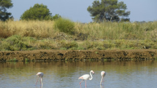 Plus d'un tiers des zones humides de Méditerranée menacées par la montée des eaux, selon une étude