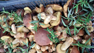 Pronta la mappa mondiale dei funghi, sono spie di biodiversit&agrave;