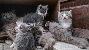 Fünf Katzenbabys in Nordrhein-Westfalen aus Mülltonne gerettet