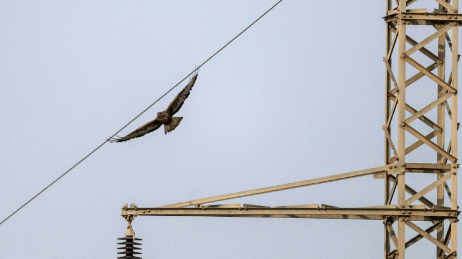 Dans le sud d'Isra&euml;l, des "gardiens de faucons" mobilis&eacute;s contre les braconniers