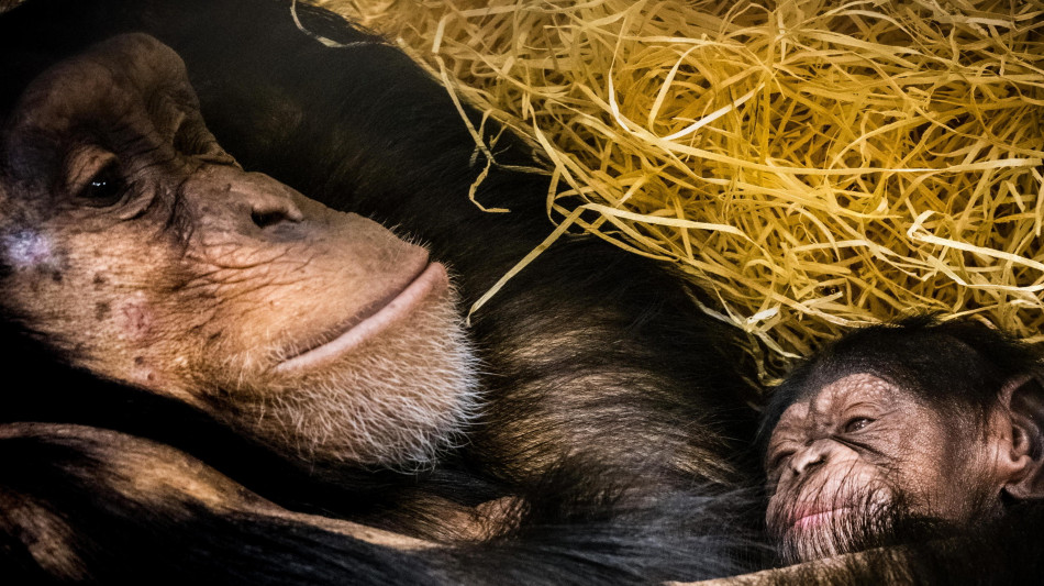 Gli scimpanzé legati alla mamma come gli esseri umani