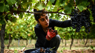 Mulheres iranianas e a colheita de uva na França, um símbolo da 'luta' contra Teerã